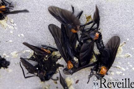 Clumps of dead lovebugs decorate the front of a car Wednesday.
 