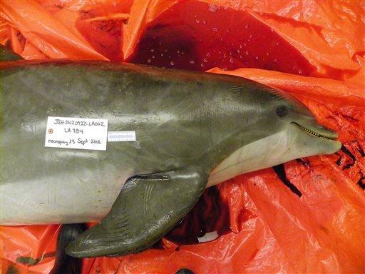 This Sept. 23, 2012 photo, provided by the National Oceanic and Atmospheric Administration, shows a dead bottlenose dolphin they say somebody shot and killed, which was found dead over the weekend on Elmer&#8217;s Island in Jefferson Parish, La. The Whale and Dolphin Conservation Society is offering a $1,500 reward for information leading to the conviction of the person or people who shot the dolphin. (AP Photo/National Oceanic and Atmospheric Administration)
 