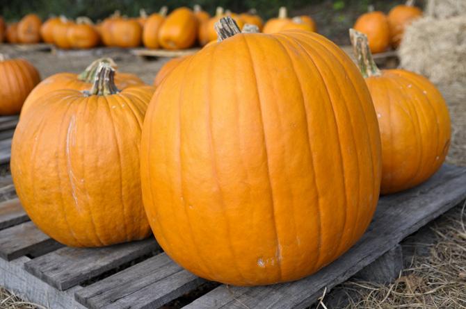 Local church holds fourth annual pumpkin carving fundraiser