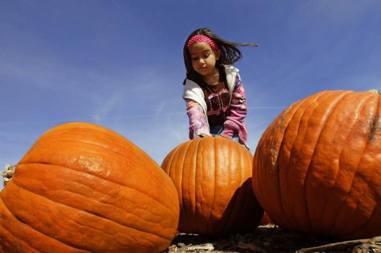 Pumpkin farmers have successful crop despite severe drought