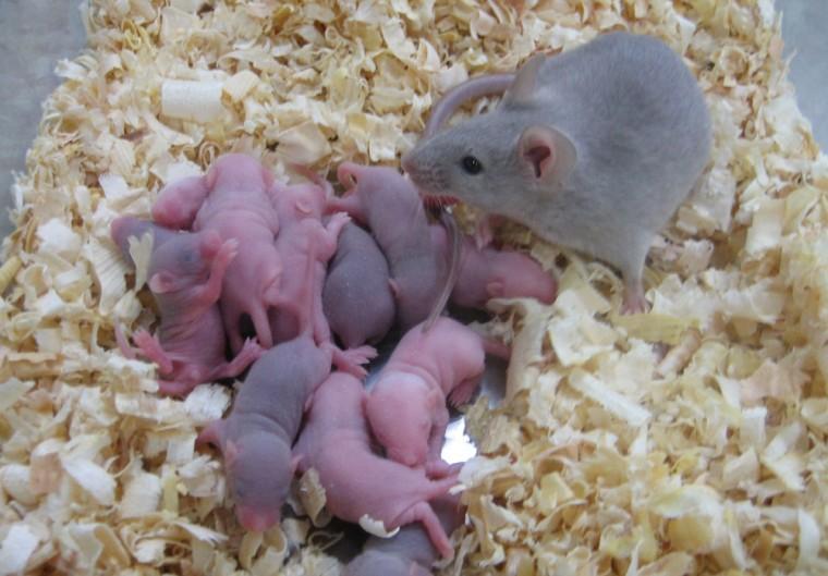 This undated photo provided by researcher Katsuhiko Hayashi shows an adult mouse which was born from an egg cell produced from a skin cell, and her pups born normally. The eggs were produced by making skin cells revert to a kind of blank slate, so they could be prodded to develop into immature egg cells. The new work was reported online Thursday, Oct. 3, 2012, in the journal Science by a team at Kyoto University. (AP Photo/Science, Katsuhiko Hayashi)
 