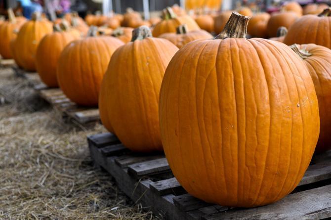 Local church holds fourth annual pumpkin carving fundraiser