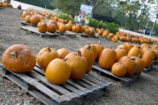 Local church holds fourth annual pumpkin carving fundraiser