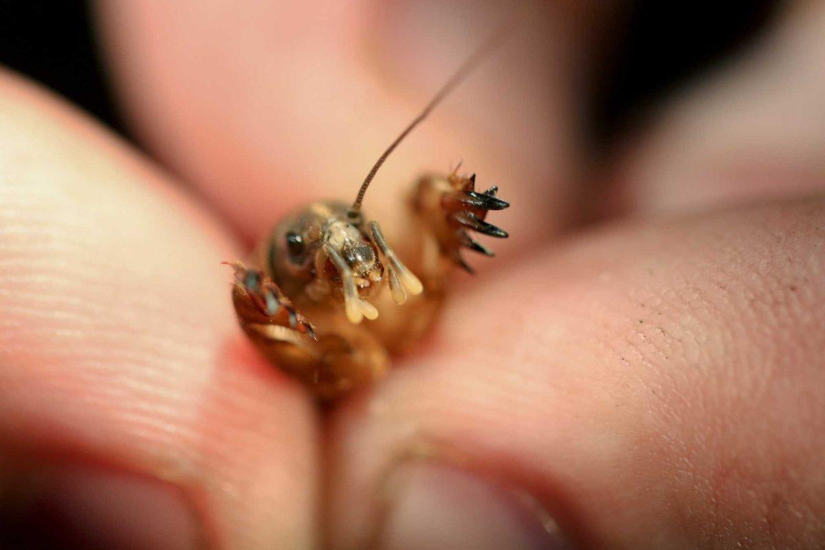 In this Sept. 24, 2012 photo, Zack Lemann, animal and visitor programs manager of the Audubon Butterfly Garden Insectarium, shows a Northern mole cricket he found as he collects bugs for their exhibits in Des Allemands, La. Some of the bugs are raised to exhibit later at the insectarium, while others are shipped to museums. Much of an insectarium&#8217;s stock dies in a year or less, so the replenishment missions for local species are essential. (AP Photo/Kerry Maloney)