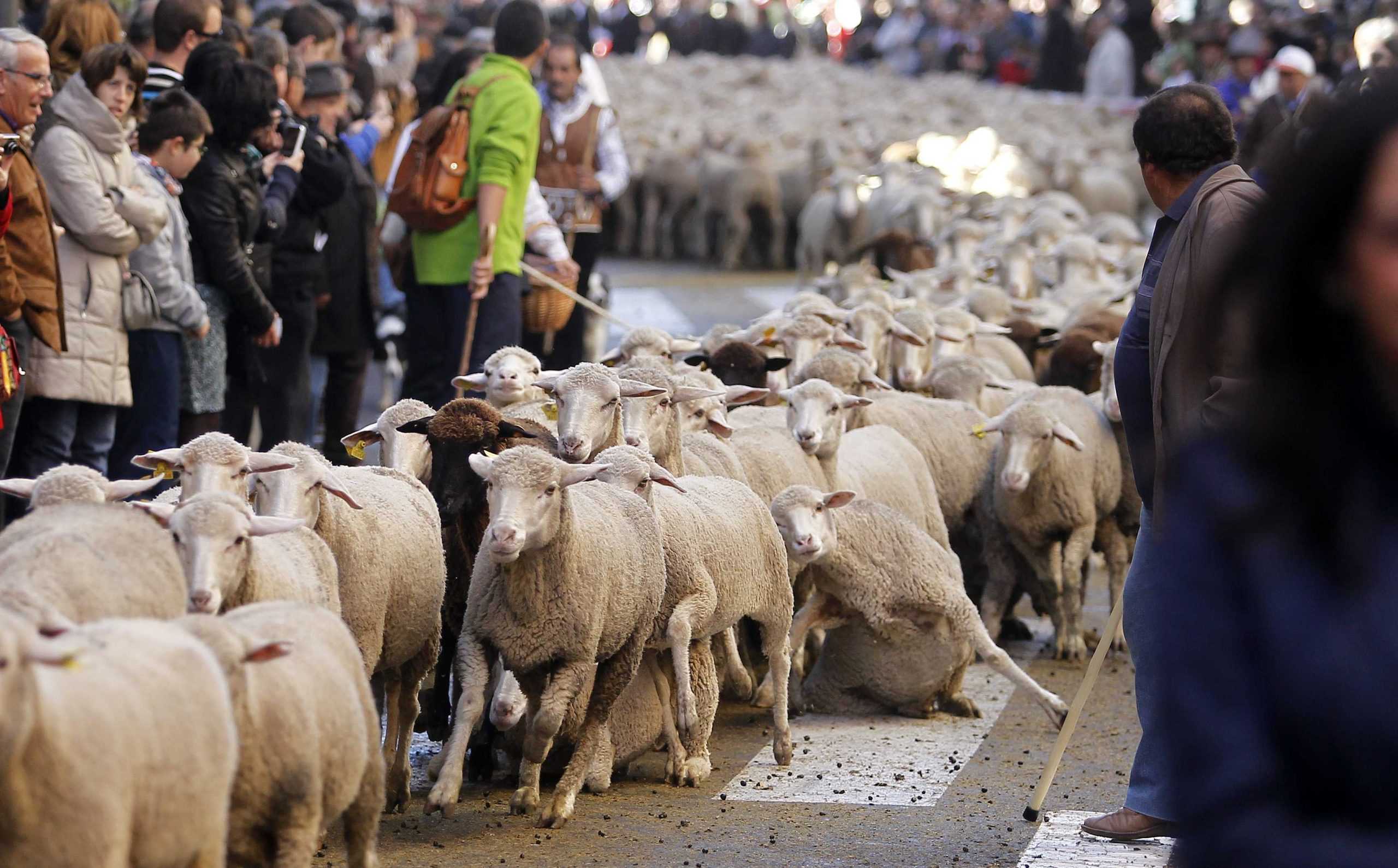 2,000 sheep led through streets of Madrid, modern agriculture to blame