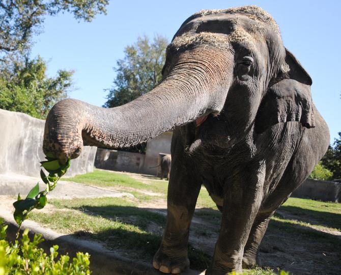 An elephant grabs a branch of leaves from visitors Saturday, Oct. 20, 2012, at the Baton Rouge Zoo.
 