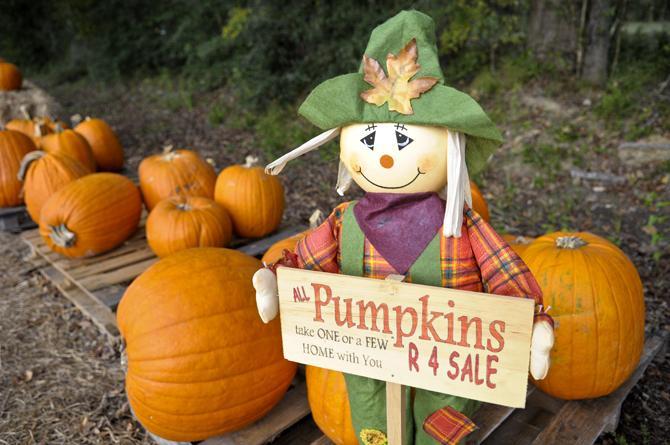 A scarecrow holds a sign encouraging people to buy pumpkins Sunday, Oct. 14, 2012, at the Blackwater Methodist Church pumpkin patch in Central, La.
 