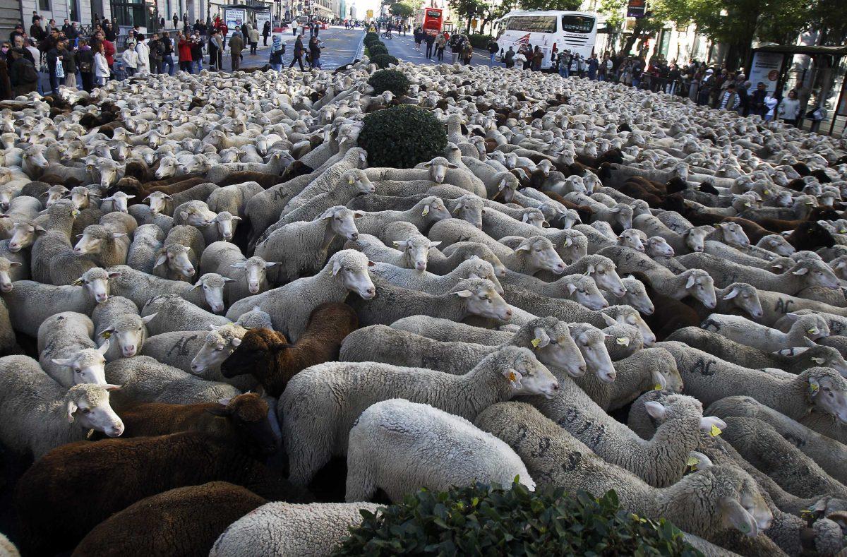 Shepherds lead their sheep through the centre of Madrid, Spain, Sunday, Oct. 28, 2012. Spanish shepherds led flocks of sheep through the streets of downtown Madrid in defense of ancient grazing, migration and droving rights threatened by urban sprawl and man-made frontiers. The rights to droving routes have existed since before Madrid grew from a rural hamlet to the great capital it is today. (AP Photo/Andres Kudacki)