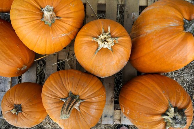 Local church holds fourth annual pumpkin carving fundraiser