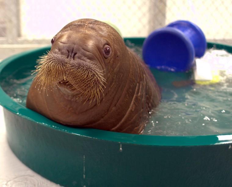 In this Sept. 2012 photo provided by the Alaska SeaLife Center, the baby walrus Mitik sits in a small pool at the Alaska SeaLife Center in Seward, Alaska. The 234-pound male, rescued from the ocean off Alaska in July, is on his way to the New York Aquarium in Brooklyn. The Coney Island aquarium is only one of a few institutions in the country that exhibit walruses. (AP Photo/Alaska SeaLife Center)
 