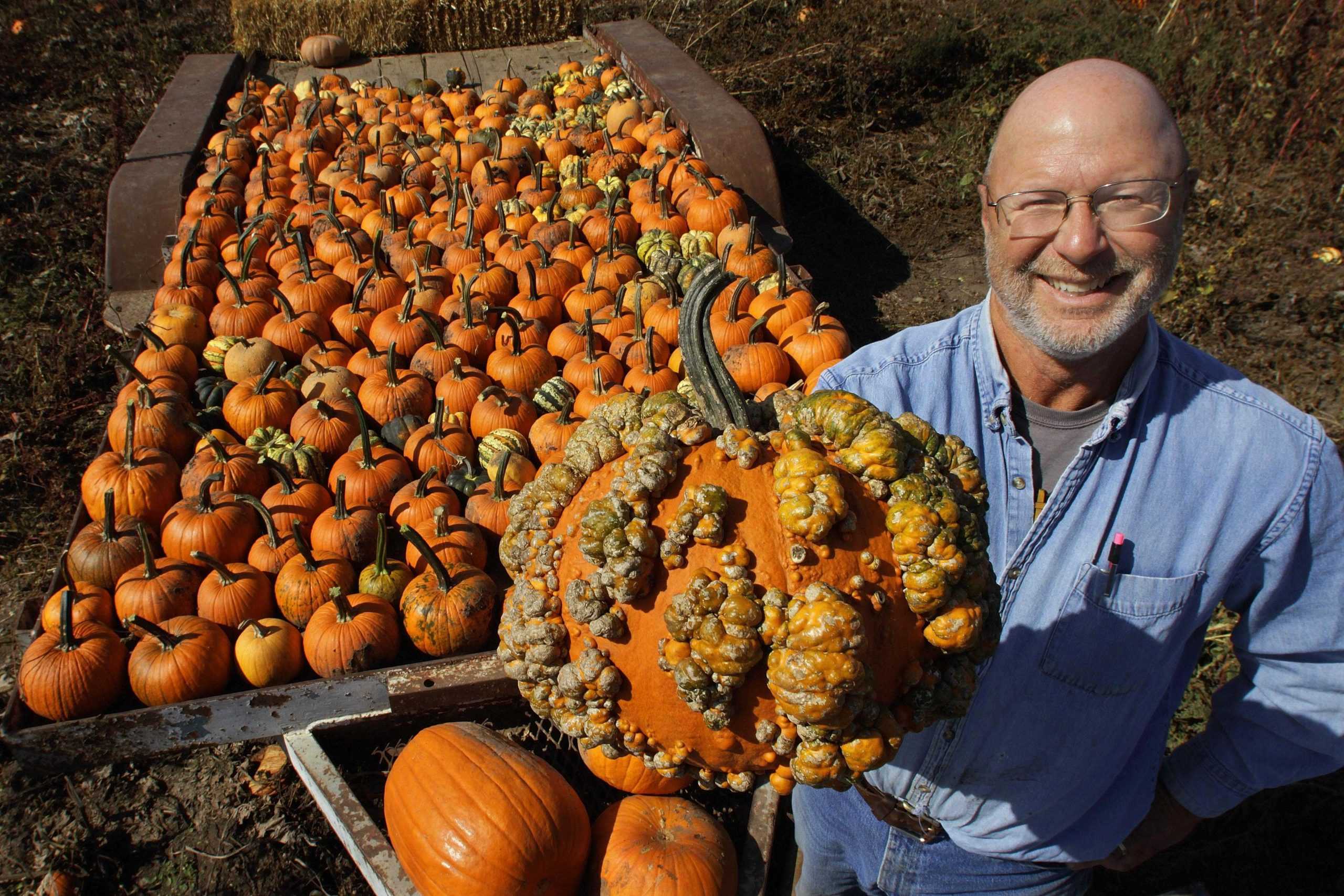 Pumpkin farmers have successful crop despite severe drought