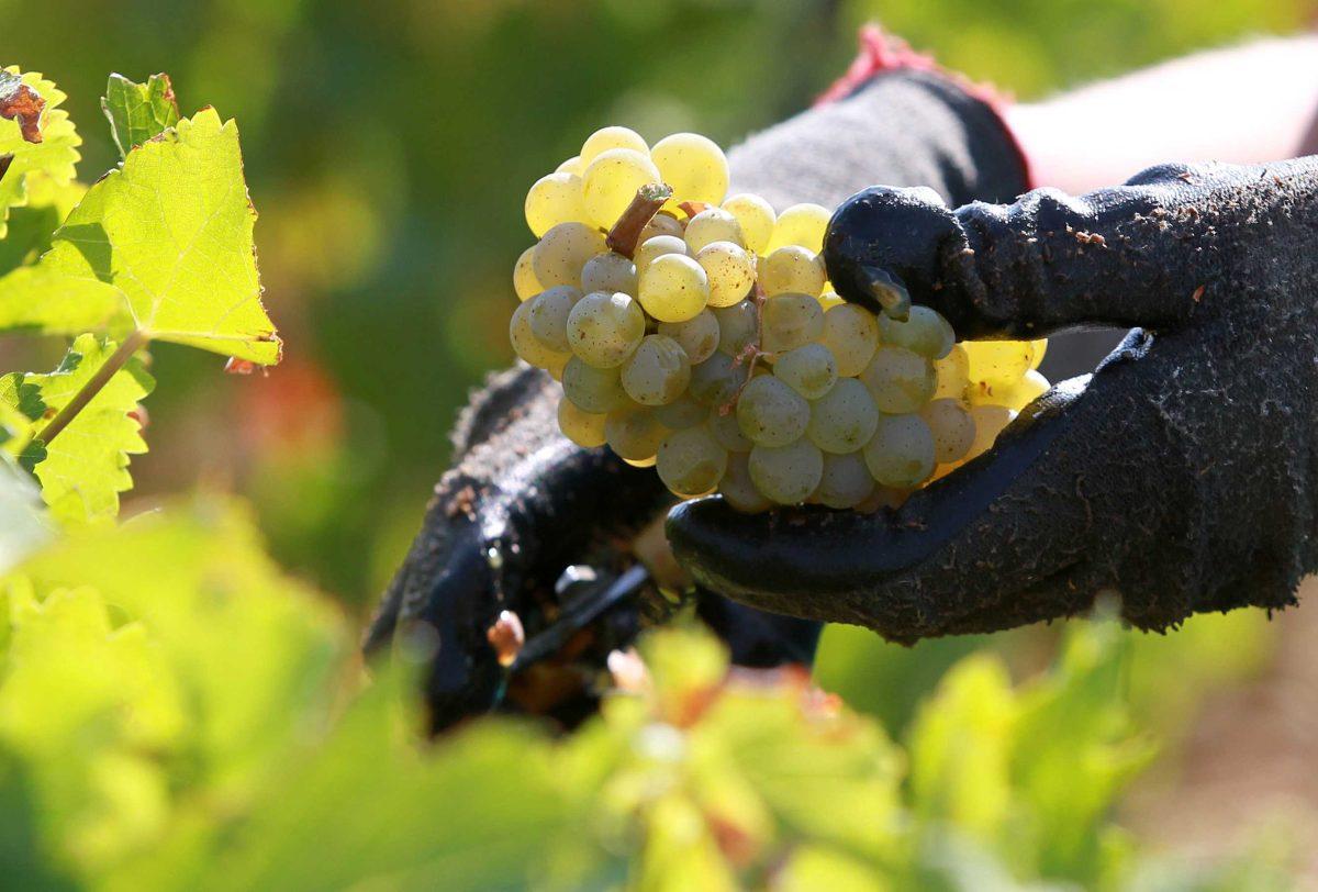 FILE - This Sept. 4, 2012 file photo shows a worker collecting white grapes in the vineyards of the Chateau Haut Brion, a Premier Grand Cru des Graves, during the grape harvest in Pessac-Leognan, near Bordeaux, southwestern France. The European Union's farmers' union is warning that drought, cold and hail have conspired to produce the worst wine harvest for the region in up to half a century, according to Farmers Union expert Thierry Coste on Wednesday Oct. 17, 2012. The Champagne and Burgundy regions were hard hit by weather conditions that particularly affected the chardonnay grape. (AP Photo/Bob Edme, File)