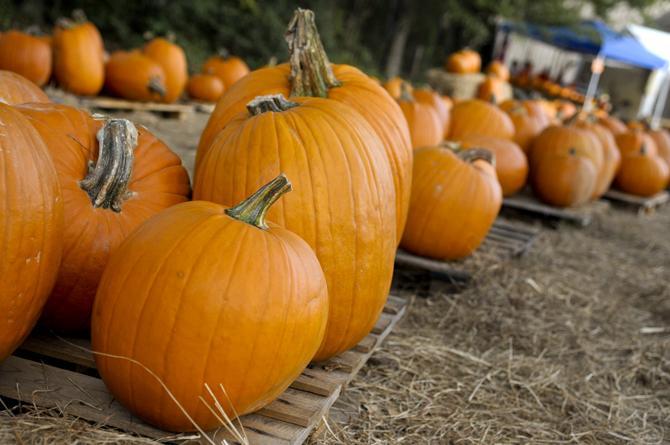 Local church holds fourth annual pumpkin carving fundraiser