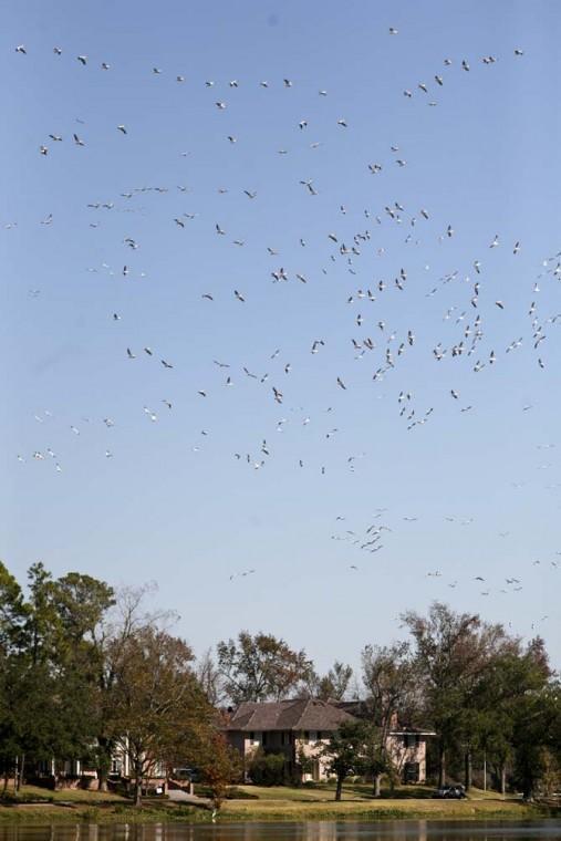 White pelicans arrive on campus