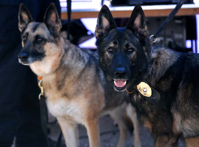 LSUPD dogs cool off in the shade of a tent on Tower Drive Wednesday afternoon.
 