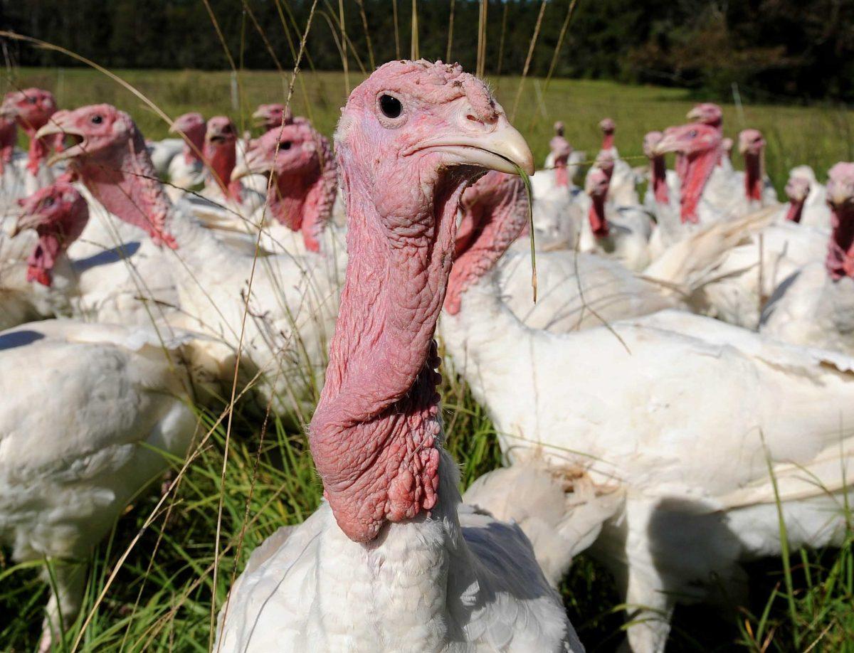 Gaylen Iverstine&#8217;s turkeys roam free range and live in a pasture that also holds beef cows. The 150 birds will be ready for Thanksgiving.