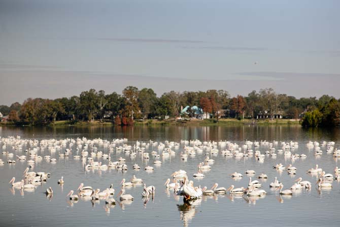 White pelicans arrive on campus