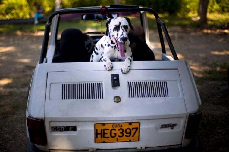 In this Nov. 22, 2012 photo, a dalmatian sits in a car during the Fall Canine Expo in Havana, Cuba. Hundreds of people from all over Cuba and several other countries came for the four-day competition to show off their shih tzus, beagles, schnauzers and cocker spaniels that are the annual Fall Canine Expo&#8217;s star attractions. (AP Photo/Ramon Espinosa)
 