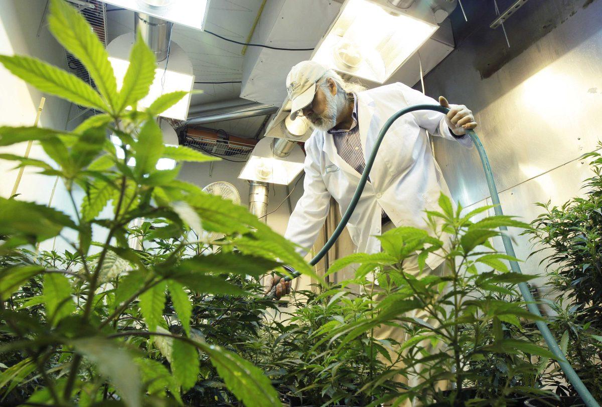 Jake Dimmock, co-owner of the Northwest Patient Resource Center medical marijuana dispensary, waters medical marijuana plants in a grow room, Wednesday, Oct. 10, 2012, in Seattle. Washington state is on the verge of becoming the first in the nation to let adults over 21 buy taxed, inspected marijuana at state-licensed shops. Supporters of Initiative 502 say allowing recreational pot sales could make drug laws a little more reasonable, prevent thousands of arrests a year, and bring Washington hundreds of millions of dollars to help pay for schools, health care and basic government services. (AP Photo/Ted S. Warren)