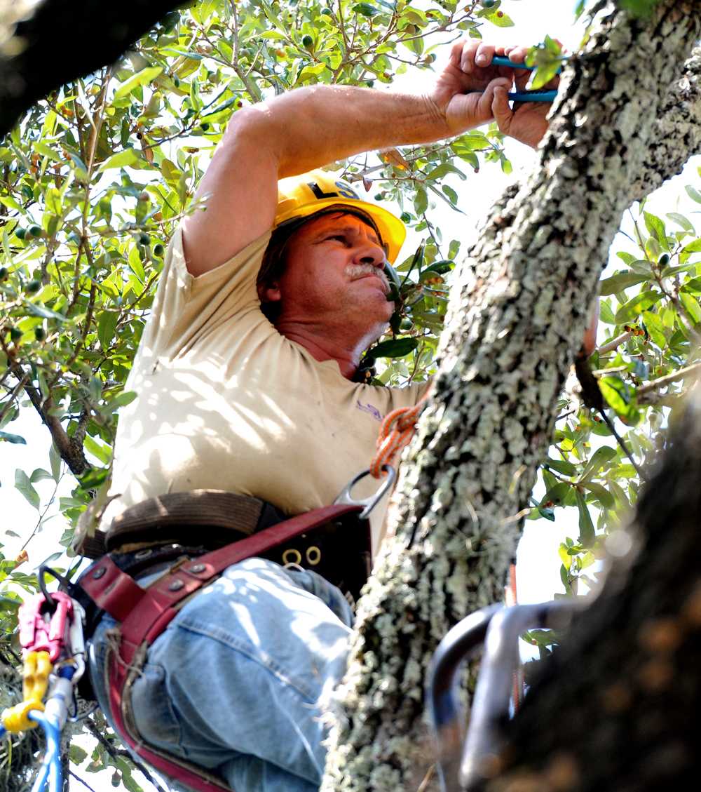 University arborist Blane Tullier installs copper wire in live oak trees in the Quad Wednesday, Sept. 26, 2012.