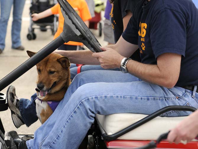 An adoptable CAAWS dog rides with CAAWS volunteers during the Krewe of Mutts dog parade downtown on Jan. 27, 2013.
 