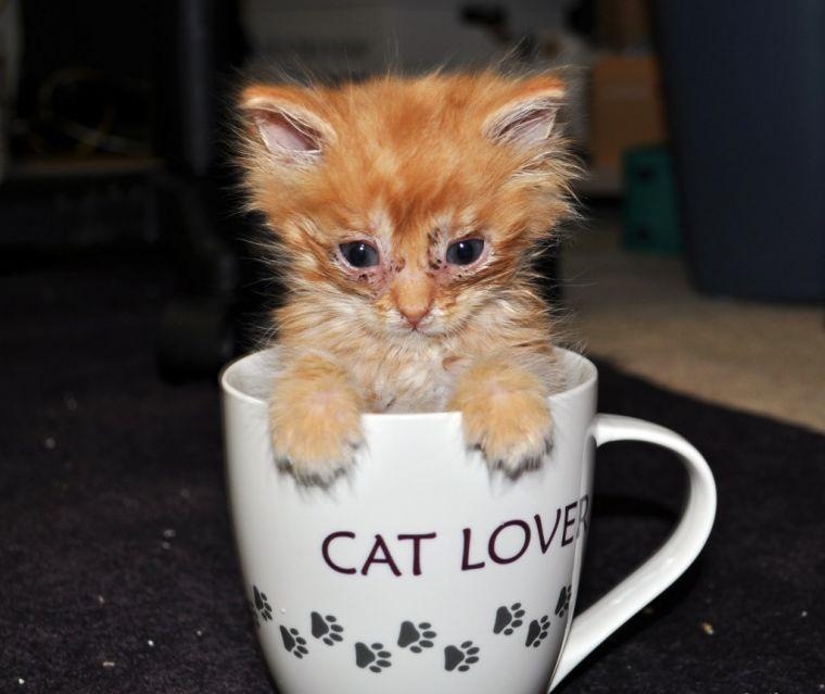 The 0.44-pound runt kitten Cheddar sits in a 16-ounce coffee mug. Cats are estimated to kill between 1.4 and 3.7 billion birds annually in the United States.
 