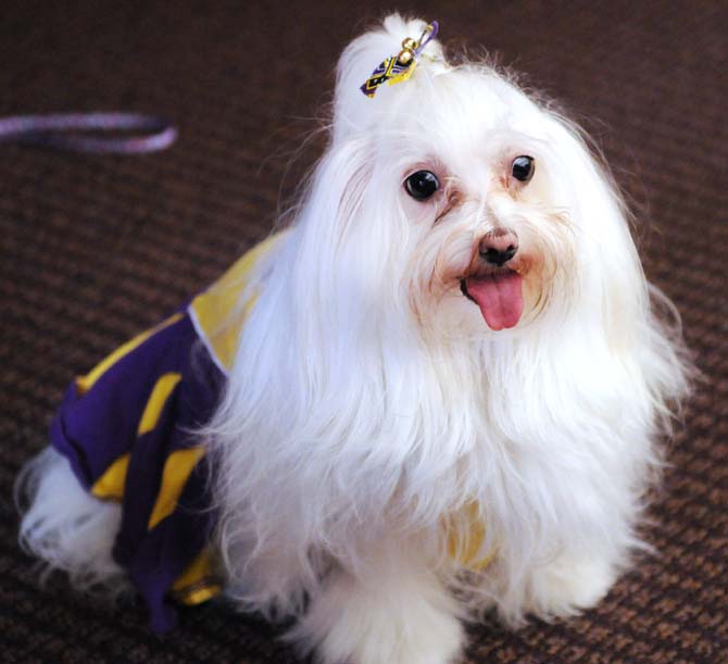 Jazzy watches the dogs at "Doggie Daycare" on Jan. 12, 2013, with her owner and student worker Victoria Simar at the LSU School of Veterinary Medicine.
 