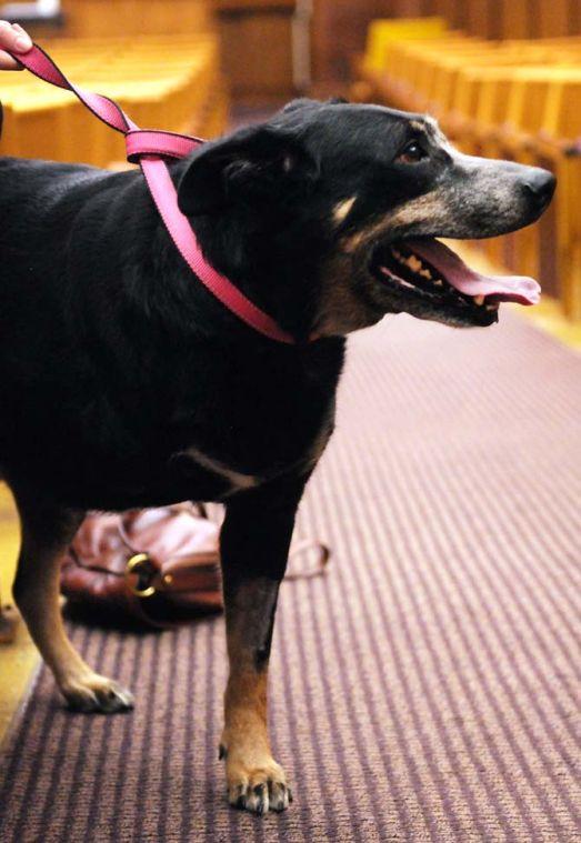 Cancer survivor Noel waits with volunteers at "Doggie Daycare" on Jan. 12, 2013, while her owners tour the LSU School of Veterinary Medicine. Volunteers said Noel's front right leg was amputated in order to remove the cancer.
 