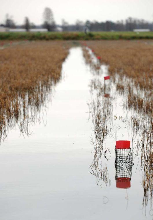 Floating traps float in a crawfish pond Wednesday, Jan. 30, 2013. These ponds are located at LSU's Aquaculture Research Station on Ben Hur Road.
 