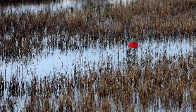 A lone trap floats in a crawfish pond Wednesday, Jan. 30, 2013. The ponds are located at LSU's Aquaculture Research Station on Ben Hur Road.
 