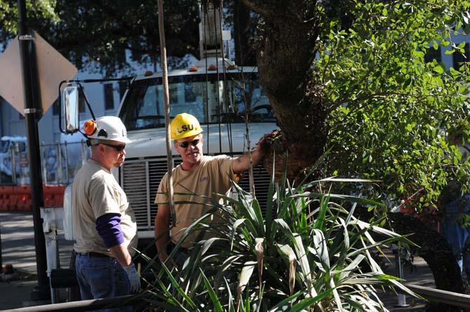 Facility Service employees work to remove a partially fallen tree branch Wednesday, Jan. 23, 2013, from North Stadium Road near Mike's habitat.
 