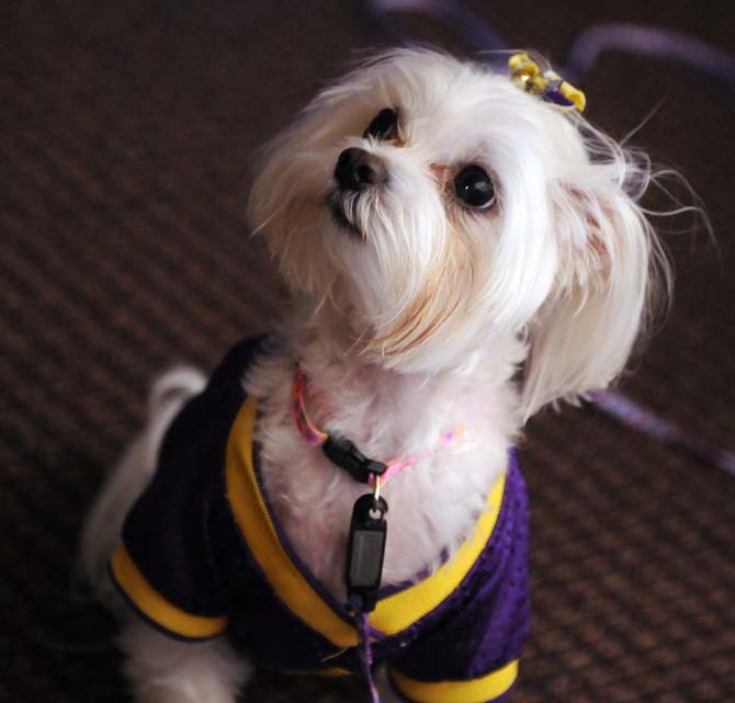 Sophie watches the dogs at "Doggie Daycare" on Jan. 12, 2013, with her owner Victoria Simar at the LSU School of Veterinary Medicine.
 