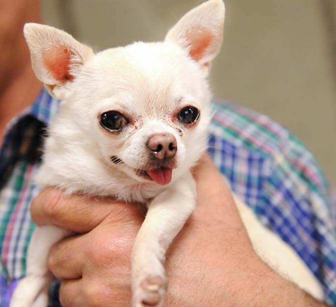 T-Bee, short for "little baby" in French, smiles as her owner Ted Broussard holds her at the LSU School of Veterinary Medicine on Jan. 12, 2013. Broussard said T-Bee has been in remission for two years after being diagnosed with B-Cell lymphoma and kidney cancer.
 