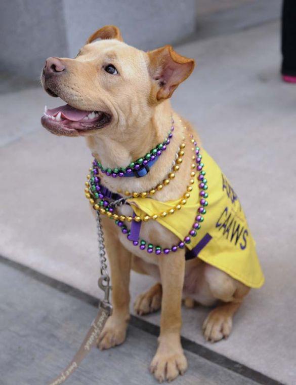 A Mardi Gras themed adoptable dog smiles at a person walking by during the Krewe of Mutts dog parade downtown on Jan. 27, 2013.
 