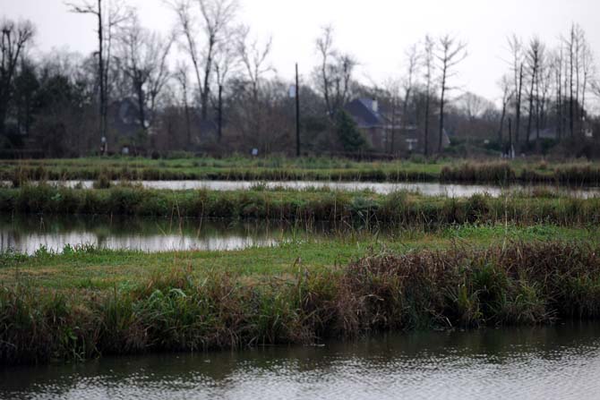 Raised paths section off crawfish ponds at LSU's Aquaculture Research Station Wednesday, Jan. 30, 2013.
 