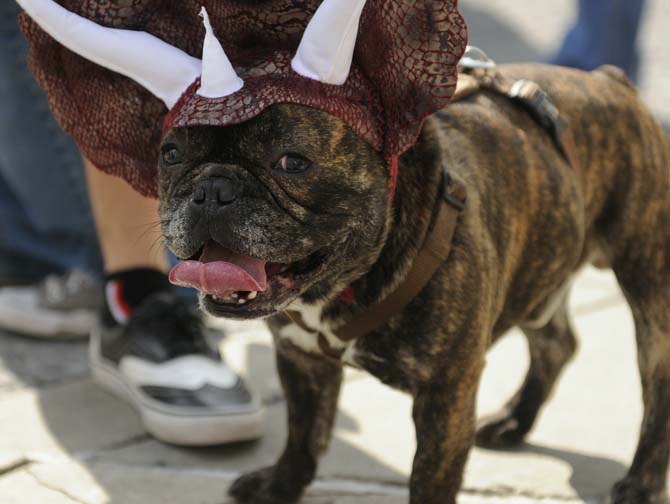 A french bulldog dressed as a triceratops pants in the heat during the Krewe of Mutts dog parade downtown on Jan. 27, 2013.
 