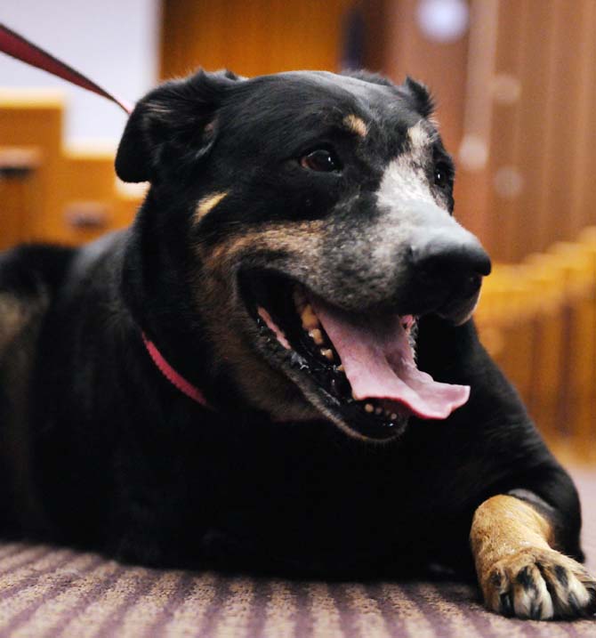 Cancer survivor Noel waits with volunteers at "Doggie Daycare" on Jan. 12, 2013, while her owners tour the LSU School of Veterinary Medicine. Volunteers said Noel's front right leg was amputated in order to remove the cancer.
 