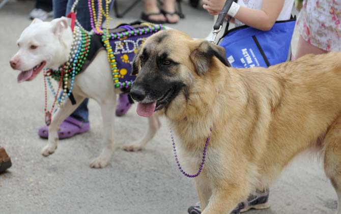 Two dogs proudly strut during the Krewe of Mutts dog parade downtown on Jan. 27, 2013.
 