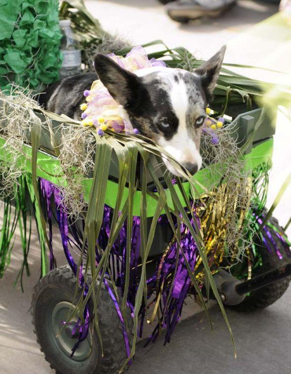 A dog sits in his Save the Marshland-themed float during the costume contest segment of the CAAWS Krewe of Mutts dog parade downtown on Jan. 27, 2013.
 