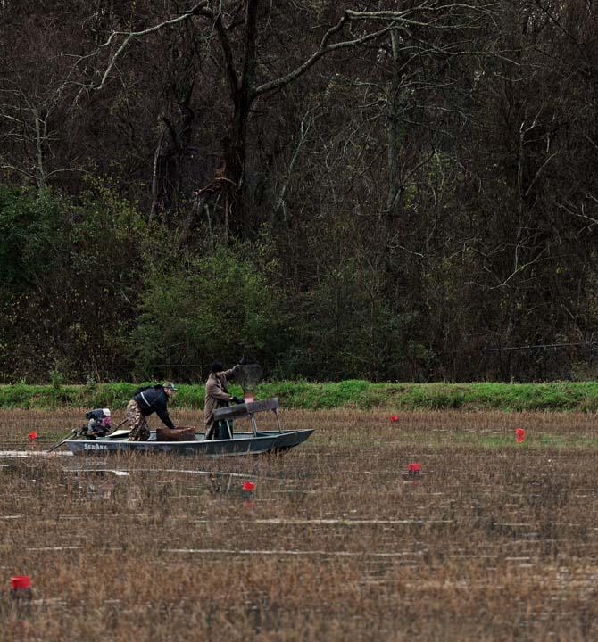 Workers load crawfish traps into their boat Wednesday, Jan. 30, 2013. These crawfish ponds are located at LSU's Aquaculture Research Station.
 