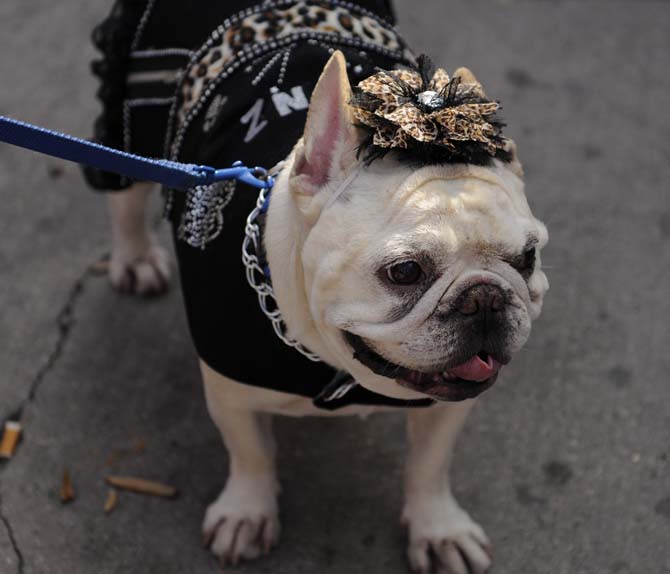 A french bulldog dressed as a glamour rock star pants in the heat after the costume portion of the Krewe of Mutts dog parade downtown on Jan. 27, 2013.
 