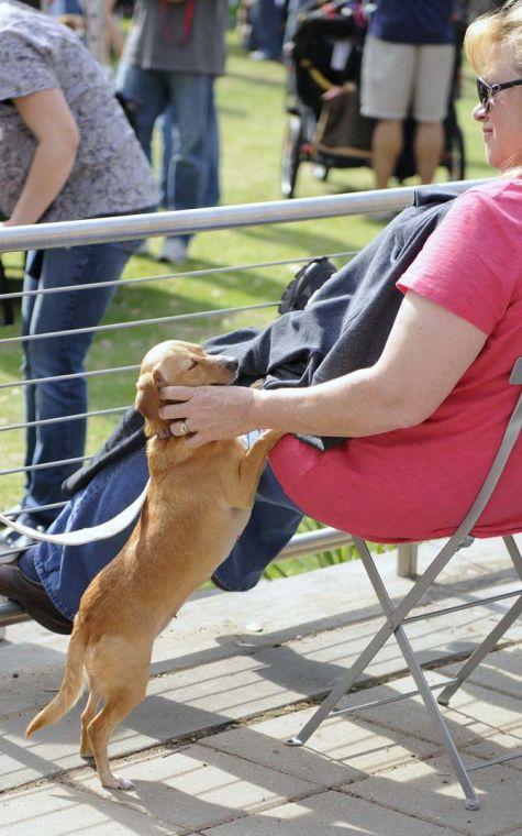 A dog stands on its hind legs to get pet by its owner during the Krewe of Mutts dog parade downtown on Jan. 27, 2013.
 