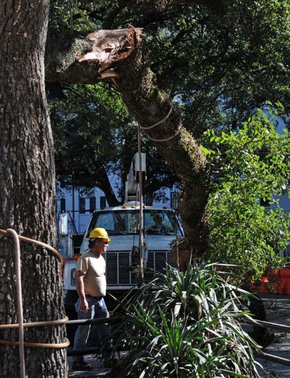 Facility Service employees work to remove a partially fallen tree branch Wednesday, Jan. 23, 2013, from North Stadium Road near Mike's habitat.
 