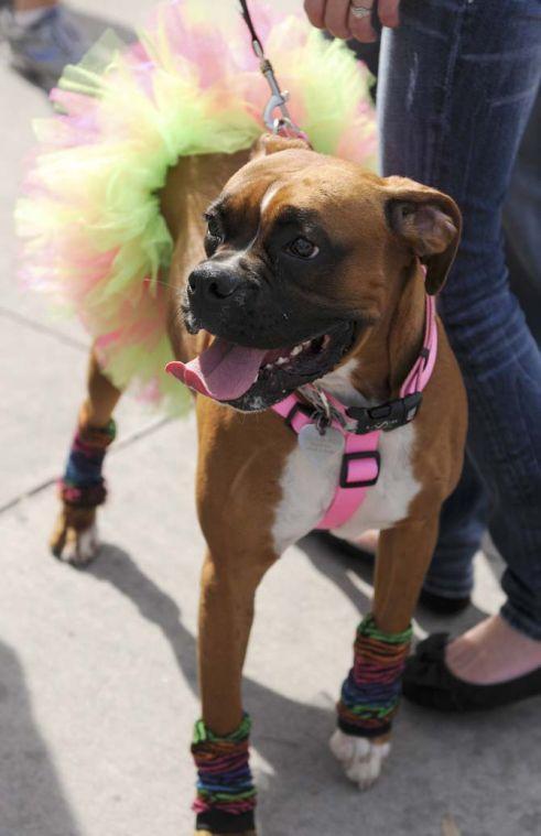 A retro boxer dressed in a tutu curiously watches people walking around during the Krewe of Mutts dog parade downtown on Jan. 27, 2013.
 