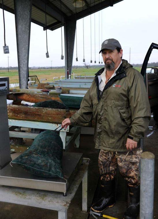 Farm manager Jay Standard weighs a bag of crawfish Wednesday, Jan. 30, 2013.
 