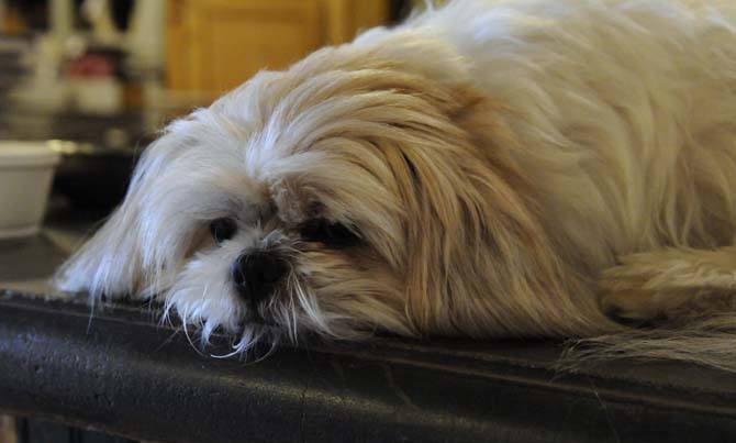 The store dog wakes up from its nap on the counter in Circa 1857 on Jan. 28, 2013.
 