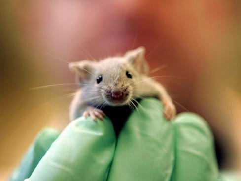 Scientists used mice like the one pictured to determine if certain enzymes could lower blood alcohol levels and prevent liver damage. The results might also apply to humans.
 