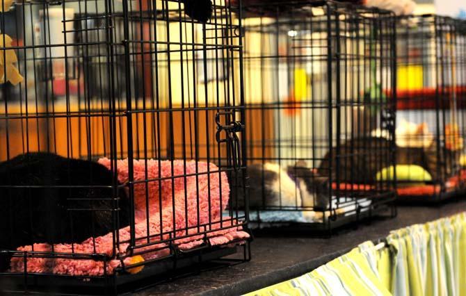 Cats available for adoption through Project Purr sleep in cages at a kiosk in the Mall of Louisiana Tuesday, Feb. 26, 2013.
 