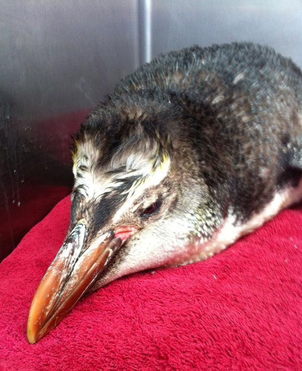 In this Wednesday, Feb. 20, 2013 photo provided by the Wellington Zoo a royal penguin rests in an enclosure at the Welling Zoo in Wellington, New Zealand. Thirsty and thin, the penguin was been found stranded on a New Zealand beach more than 1,000 miles from its sub-Antarctic home. (AP Photo/Wellington Zoo) EDITORIAL USE ONLY
 