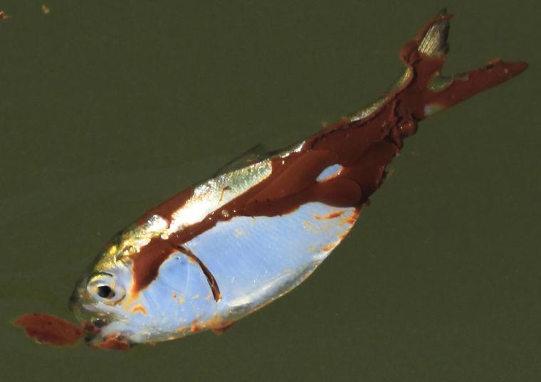 FILE - In this Sunday, June 6, 2010 file photo, a small oil-covered fish floats on the water's surface at Bay Long off the coast of Louisiana. An April 20, 2010 explosion at the BP Deepwater Horizon offshore platform killed 11 men, and the subsequent leak released an estimated 172 million gallons of petroleum into the Gulf of Mexico. The Gulf oil spill settlement trial has started in New Orleans, Monday, Feb. 25, 2013. U.S. District Judge Carl Barbier is scheduled to hear several hours of opening statements Monday by lawyers for the companies, federal and state governments and others who sued over the disaster. Barbier is hearing the case without a jury. The trial is designed to identify the causes of BP's well blowout and assign percentages of fault to the companies. (AP Photo/Charlie Riedel, File)
 